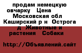 продам немецкую овчарку › Цена ­ 5 000 - Московская обл., Каширский р-н, Острога д. Животные и растения » Собаки   